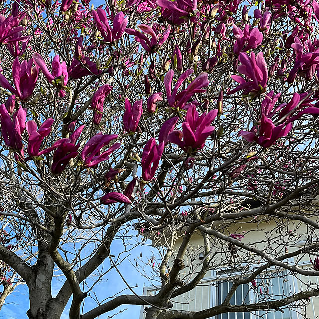 mogumoguさんの実例写真