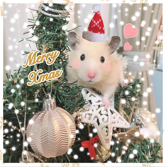 maruchanさんの実例写真
