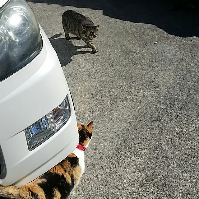 実例写真