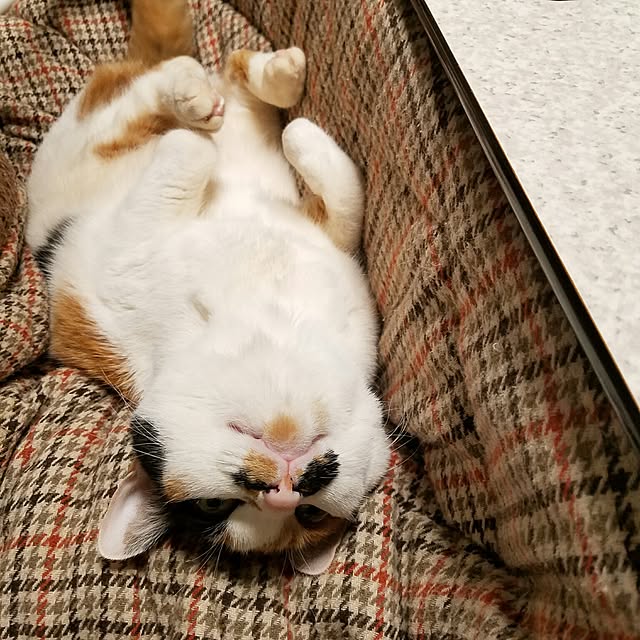 Kinanさんの実例写真