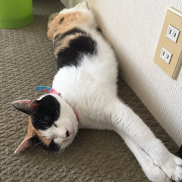 mtkさんの実例写真