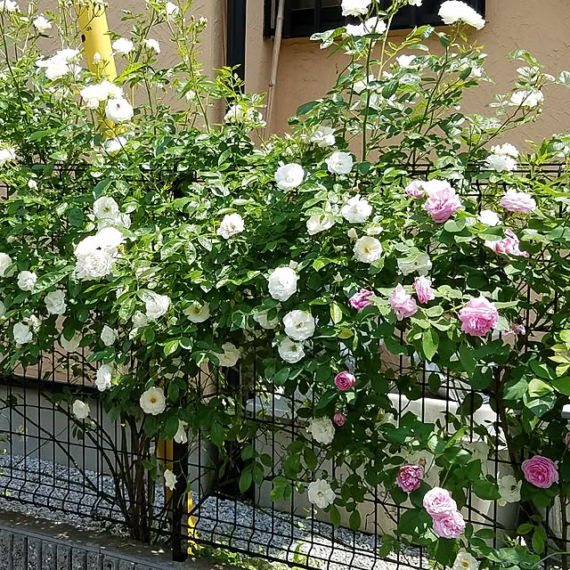 saku-naraさんの実例写真