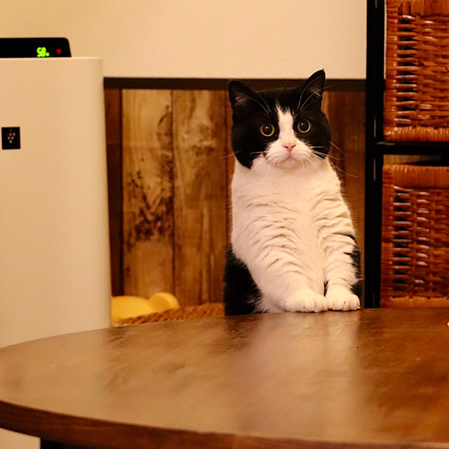 butachanさんの実例写真