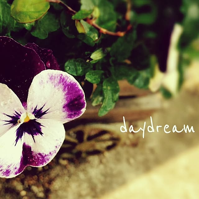daydreamさんの実例写真