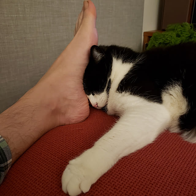 nyagosanさんの実例写真