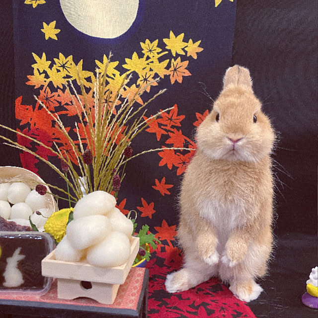 Lilyさんの実例写真