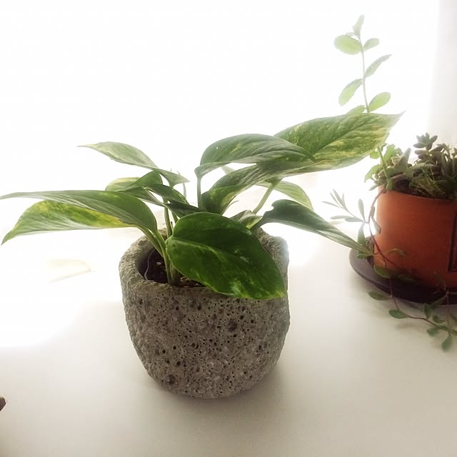 c.roomさんの実例写真