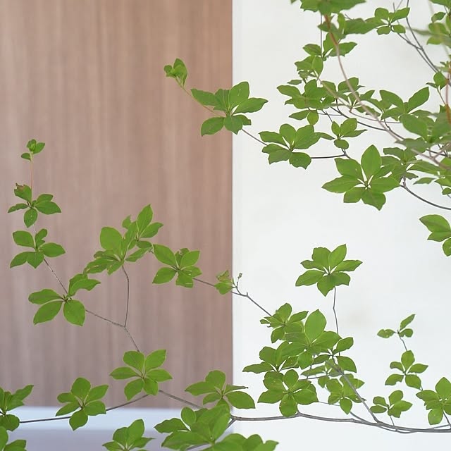 mlemonさんの部屋
