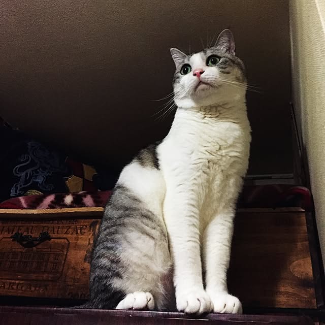 emmyyさんの実例写真