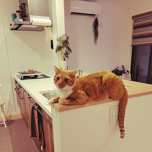 hiroさんの実例写真
