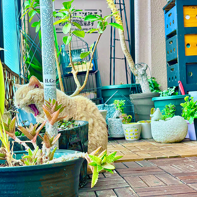 naokoさんの部屋