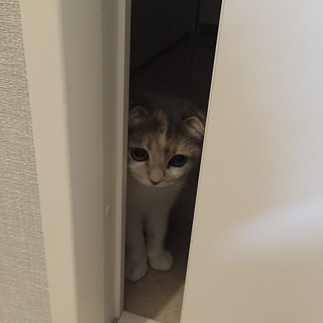 tityさんの実例写真