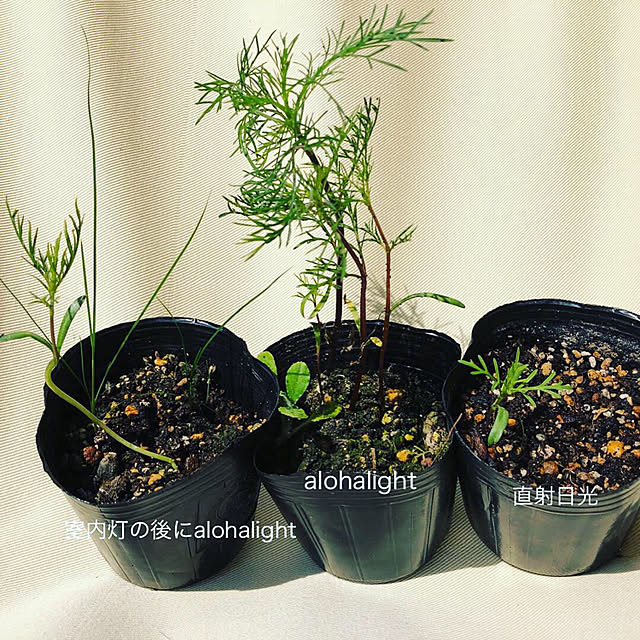 alohalightさんの実例写真