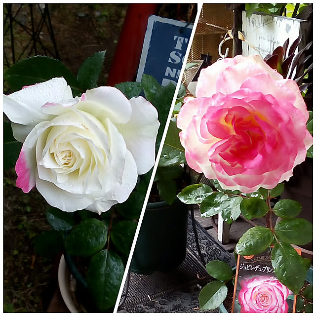 mariagardenさんの実例写真