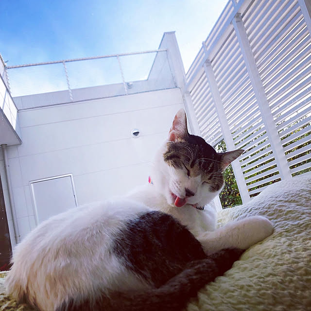 yukimiさんの実例写真