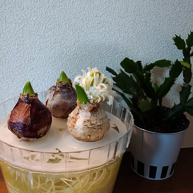 Rieさんの実例写真