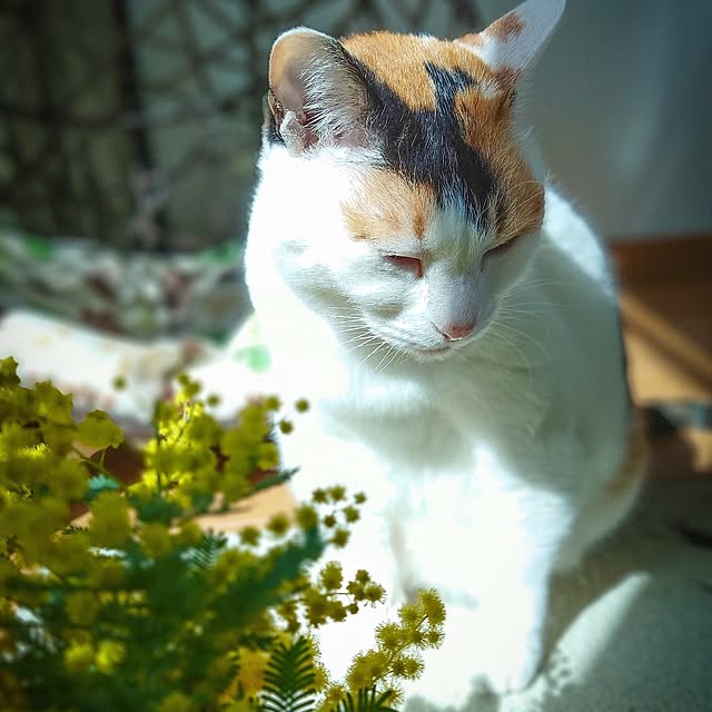 nyanta.koume.kannaさんの部屋