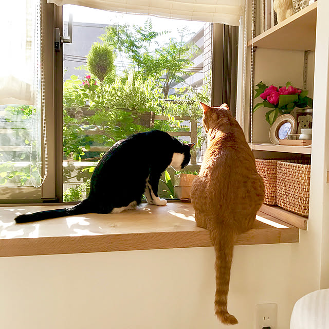 pooさんの実例写真