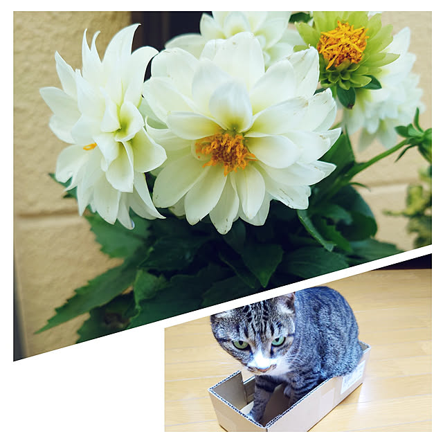nachiさんの実例写真