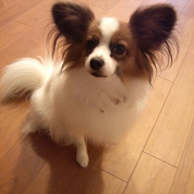 kokkomachaさんの実例写真