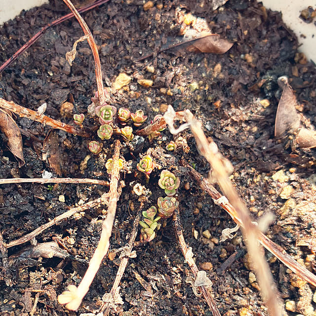 ayayayayaさんの実例写真