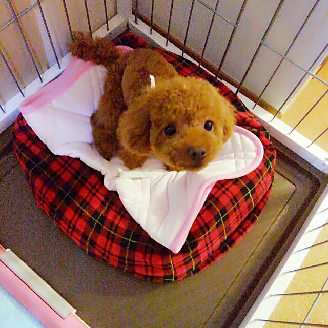 chipinoさんの実例写真