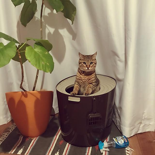 chamaさんの実例写真