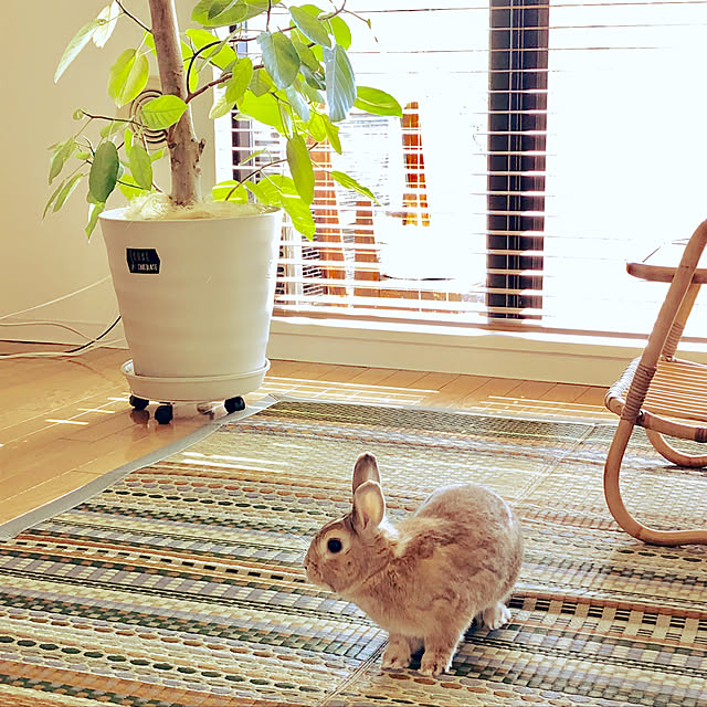 noriさんの実例写真