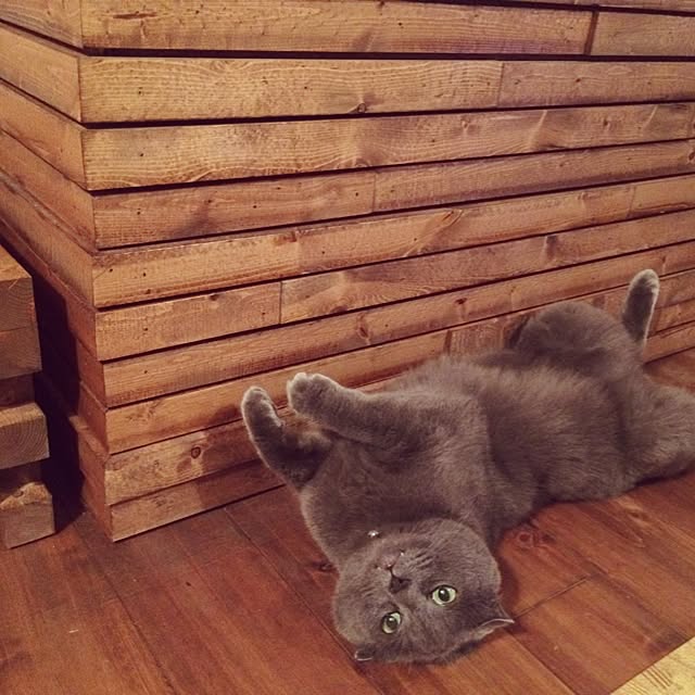 torinokoさんの実例写真