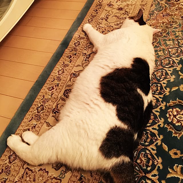 coedodecoさんの実例写真