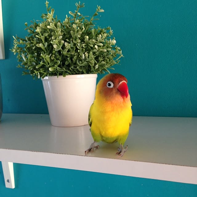 ricoさんの実例写真