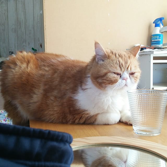 otoさんの実例写真