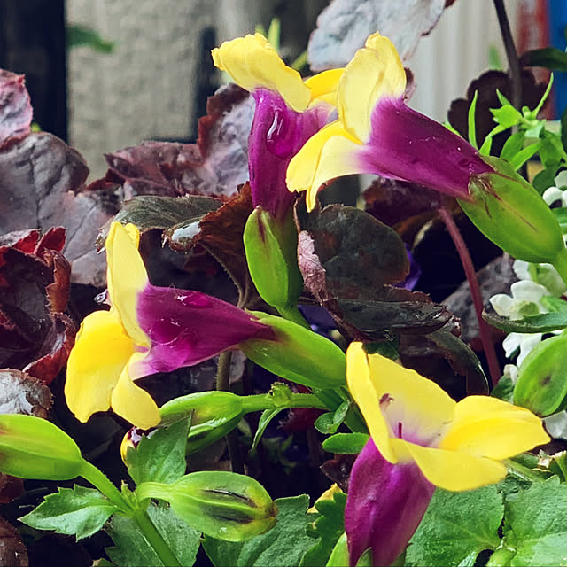 yukarin-gardenさんの実例写真