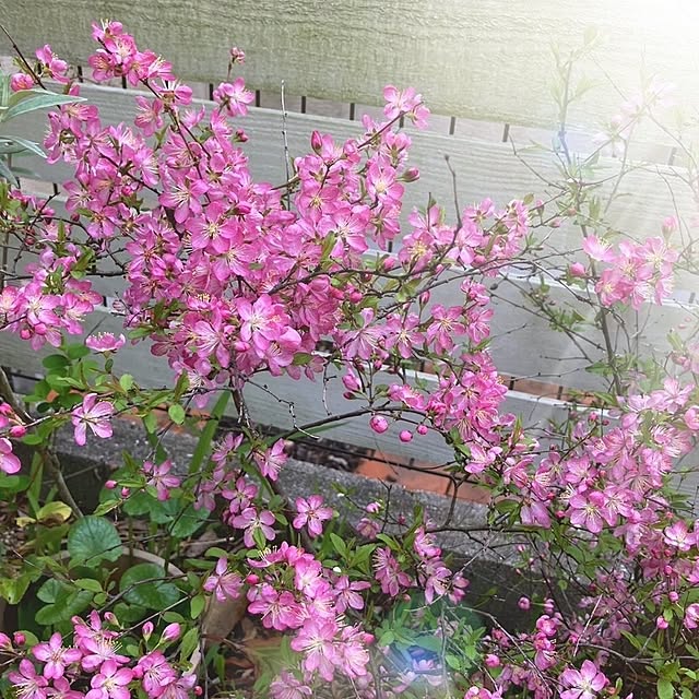 min_nimさんの実例写真