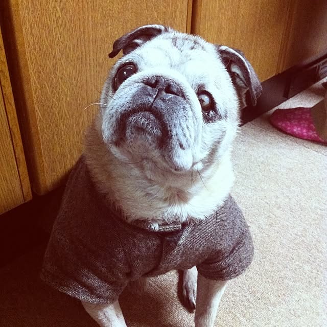 pug.fukuさんの実例写真
