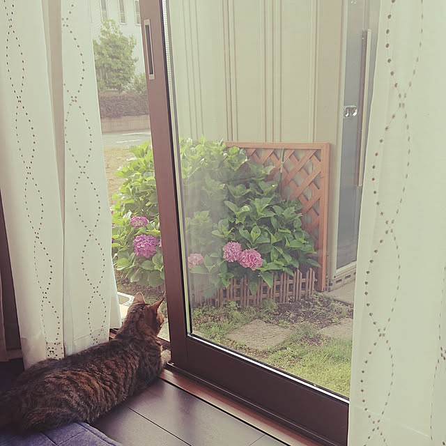 chisa.mioさんの実例写真