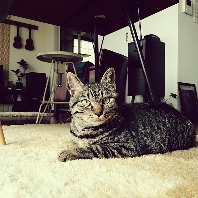 maruさんの実例写真