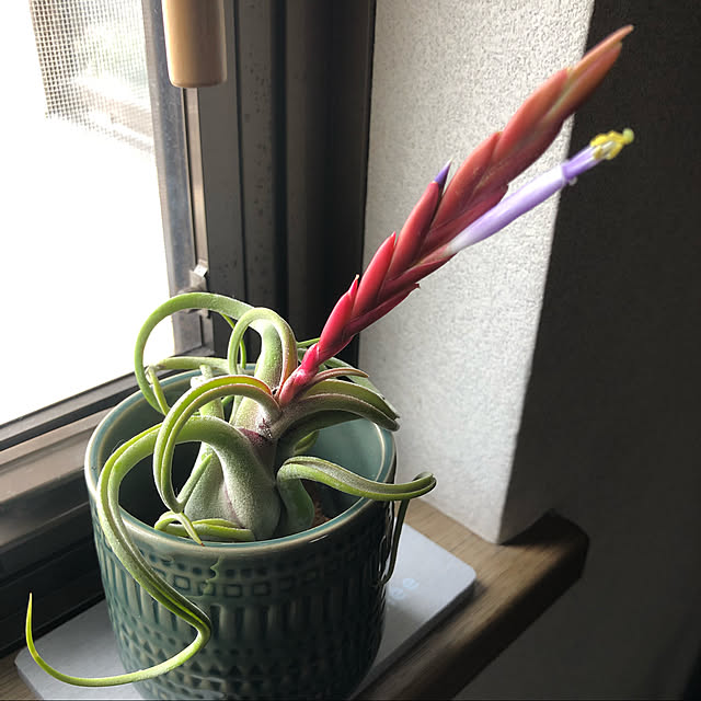 rintarotantan7さんの実例写真