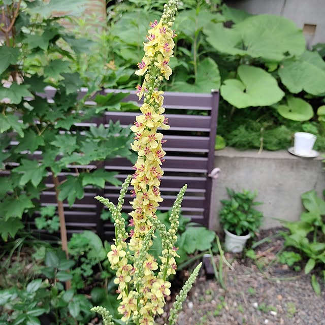 kiraさんの部屋