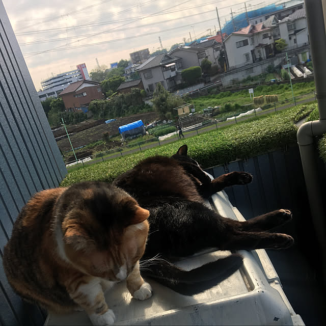 eitomumamaさんの実例写真