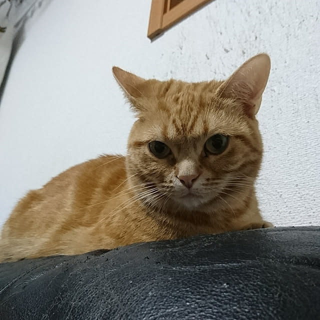 shinobuさんの実例写真