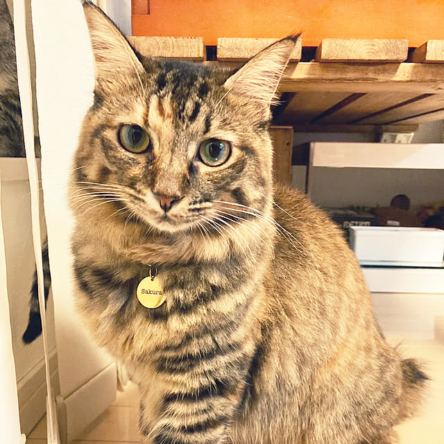 gachaさんの部屋