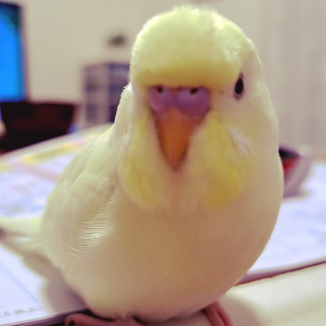 blueさんの実例写真