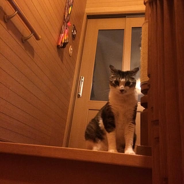 asianoneさんの実例写真