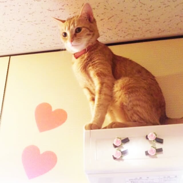 fu-ka24さんの実例写真