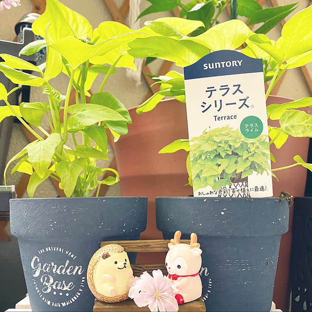 yuchamoさんの実例写真