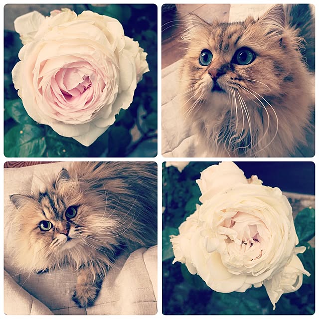 teddyさんの実例写真