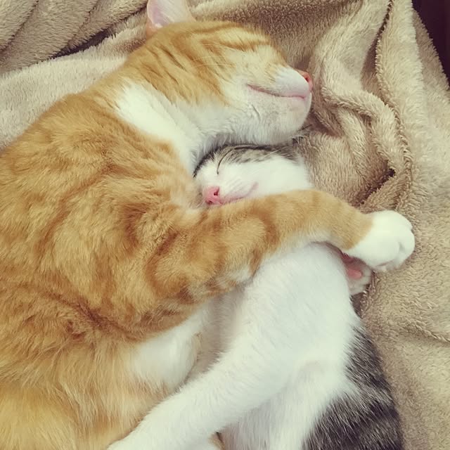 mihoさんの実例写真