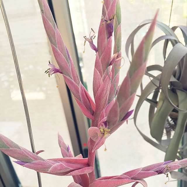 S-Tillandsiaさんの実例写真