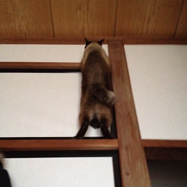 salyuさんの実例写真